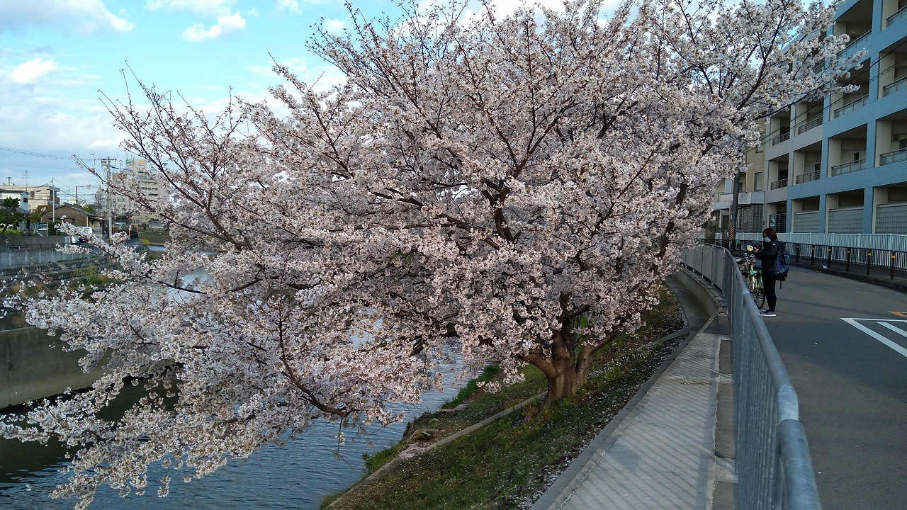 大阪安威川の桜並木
