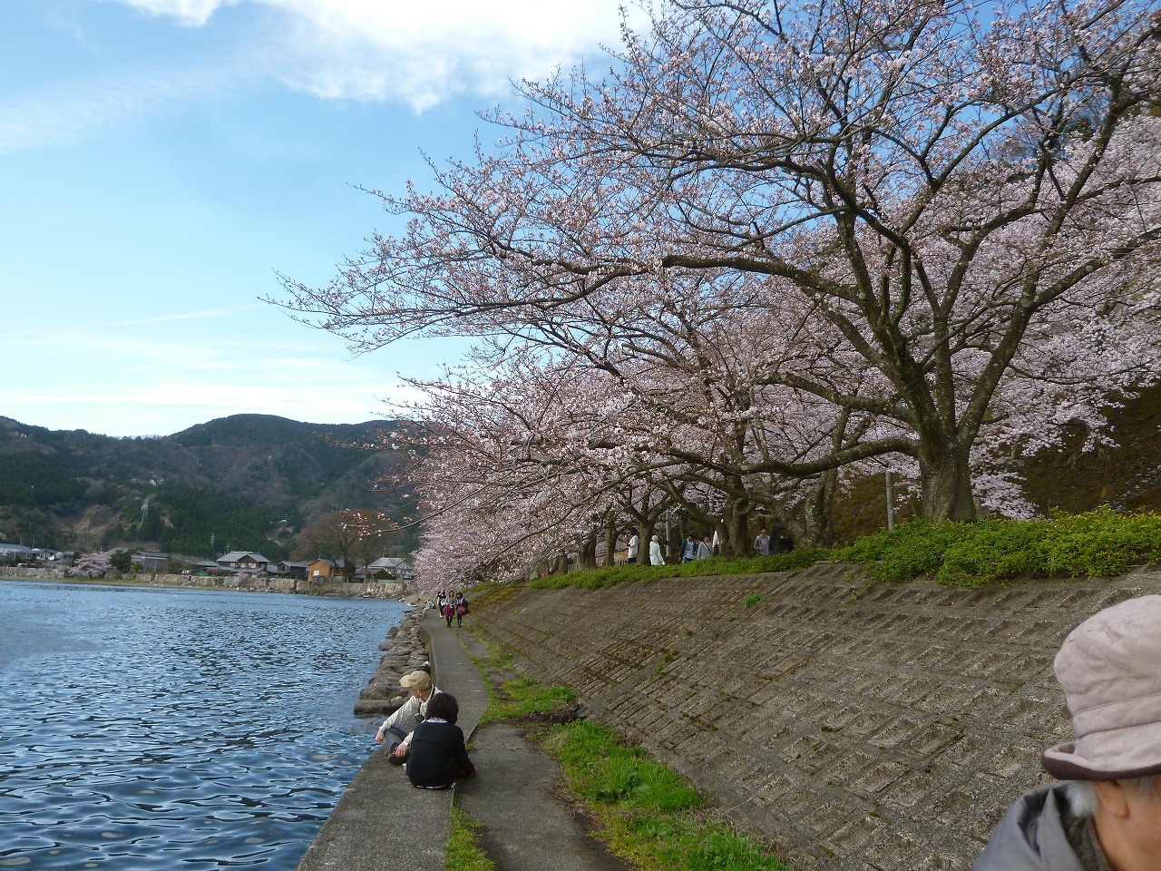 「日本のさくら名所100選」にも選ばれている海津大崎の桜